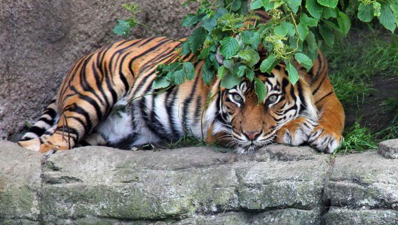 Tiger i Aalborg Zoo