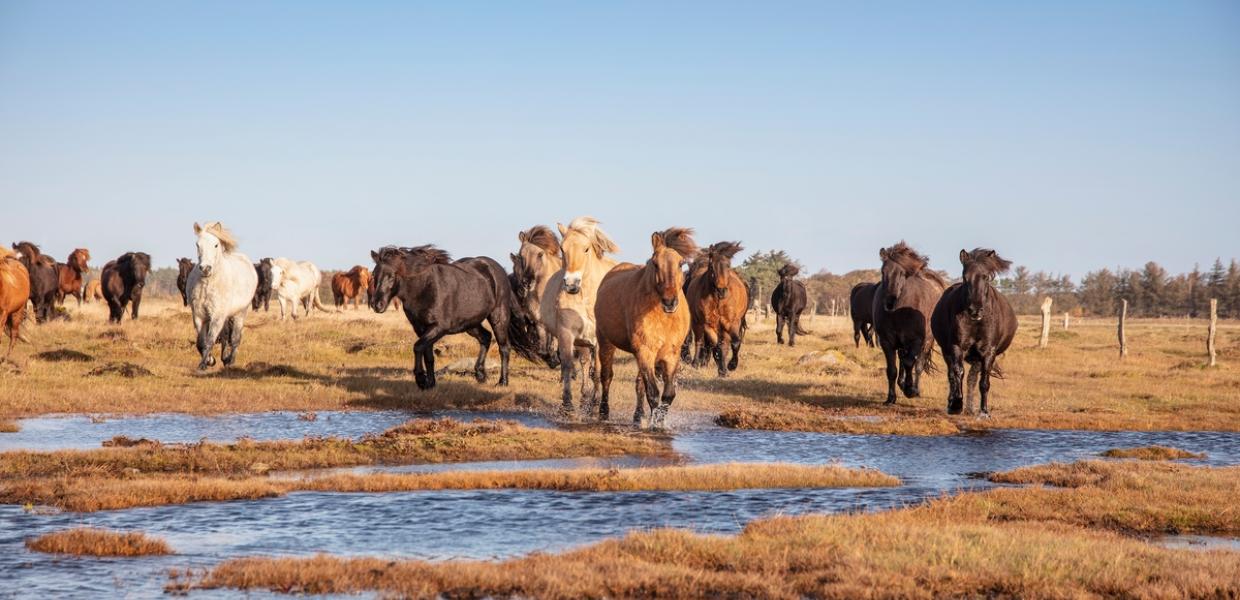 læsø heste