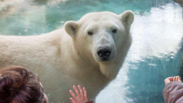 Isbjørn, Aalborg Zoo
