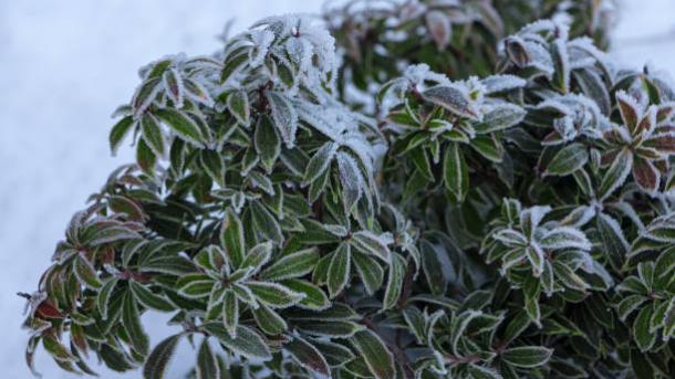 Rhododendronparken