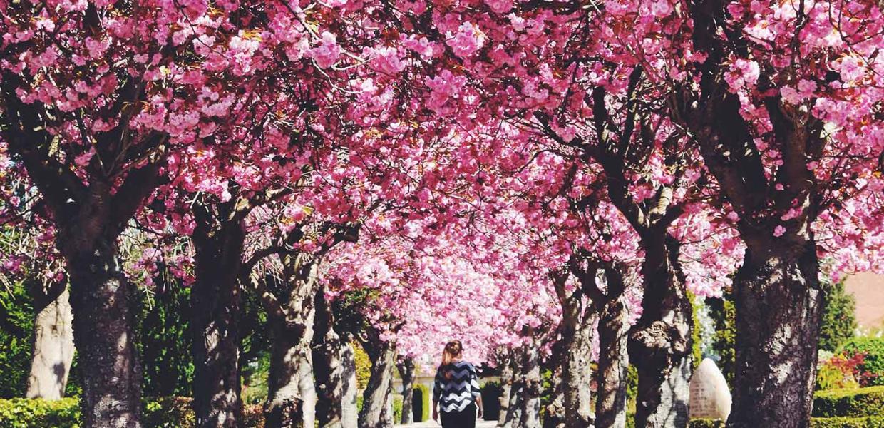 Nørresundby Kirke - Kirsebærtræer