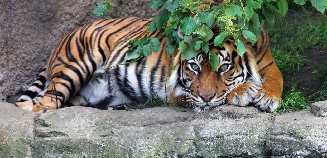 Tiger i Aalborg Zoo