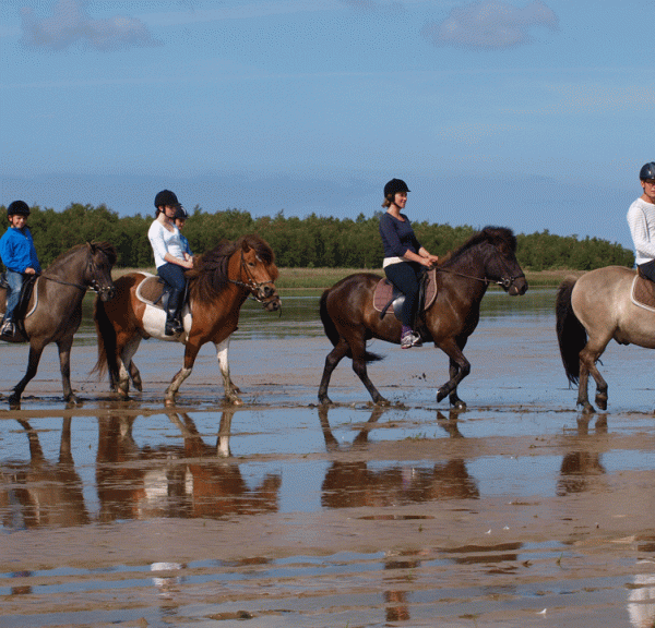 Heste på stranden