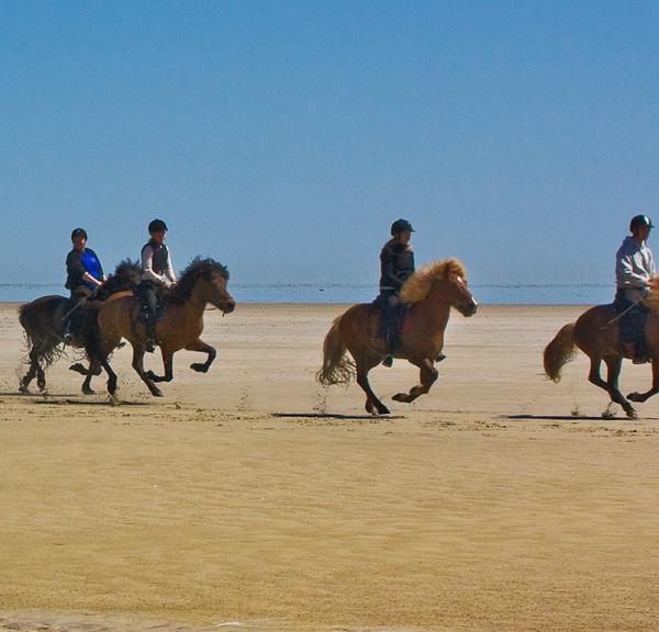 Heste på stranden