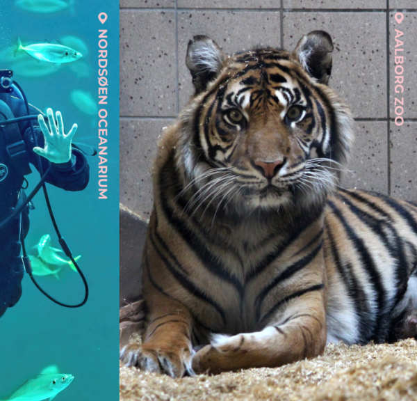 Tre billeder af henholdsvis Phønix i Fårup Sommerland, Dykker i Nordsøen Oceaniarium og Tiger hos Aalborg Zoo