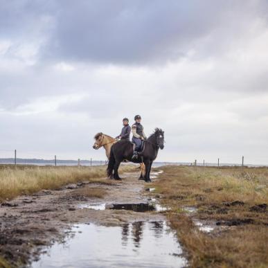 Islandske heste på Læsø