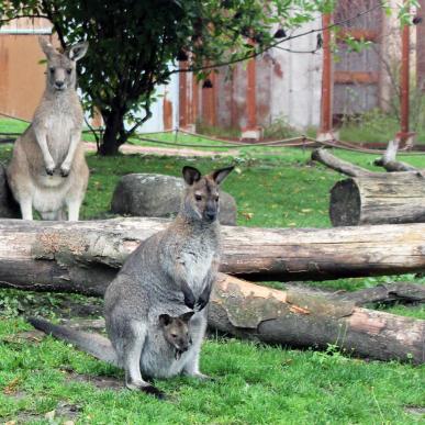 Kænguruer i Aalborg Zoo