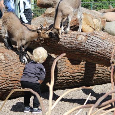 Klappegeder i Aalborg Zoo