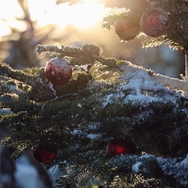 Sneklædt juletræ