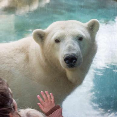 Isbjørn, Aalborg Zoo