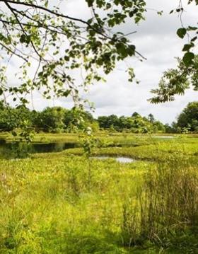 Dronninglund Storskov og Sømosen