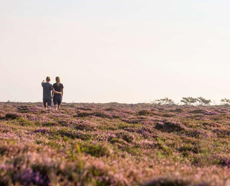 Par på lyngmark på Læsø